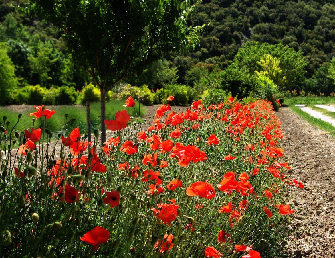 Le Mas De La Fontaine Bed and Breakfast Le Pegue Buitenkant foto